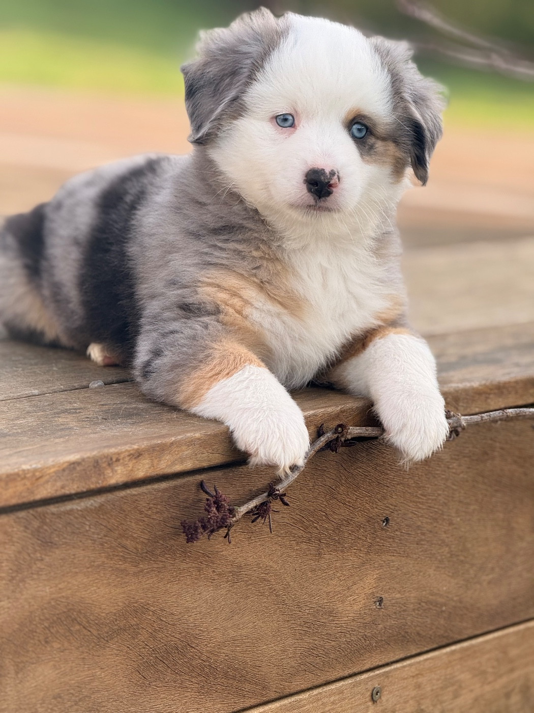 Du Sentier D’Opale - Chiots disponibles - Berger Américain Miniature 