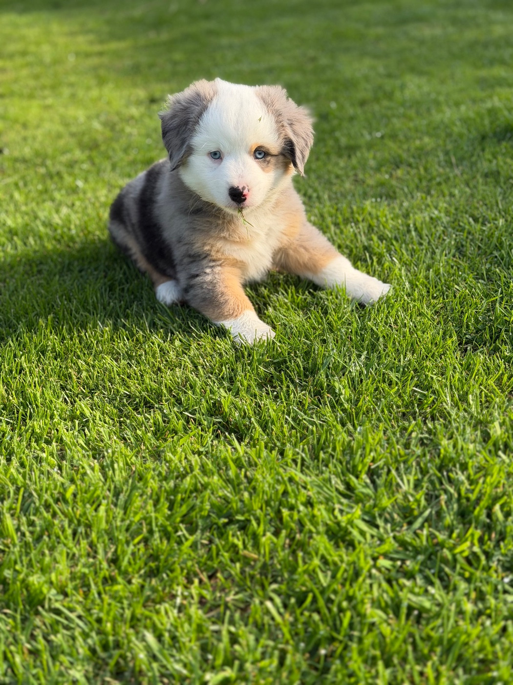Du Sentier D’Opale - Chiots disponibles - Berger Américain Miniature 