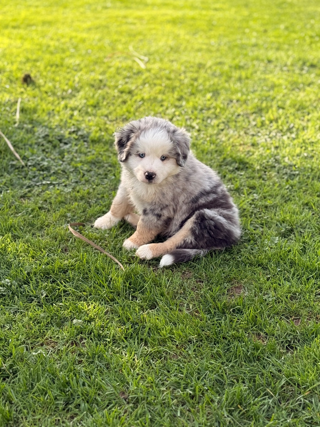 Du Sentier D’Opale - Chiots disponibles - Berger Américain Miniature 