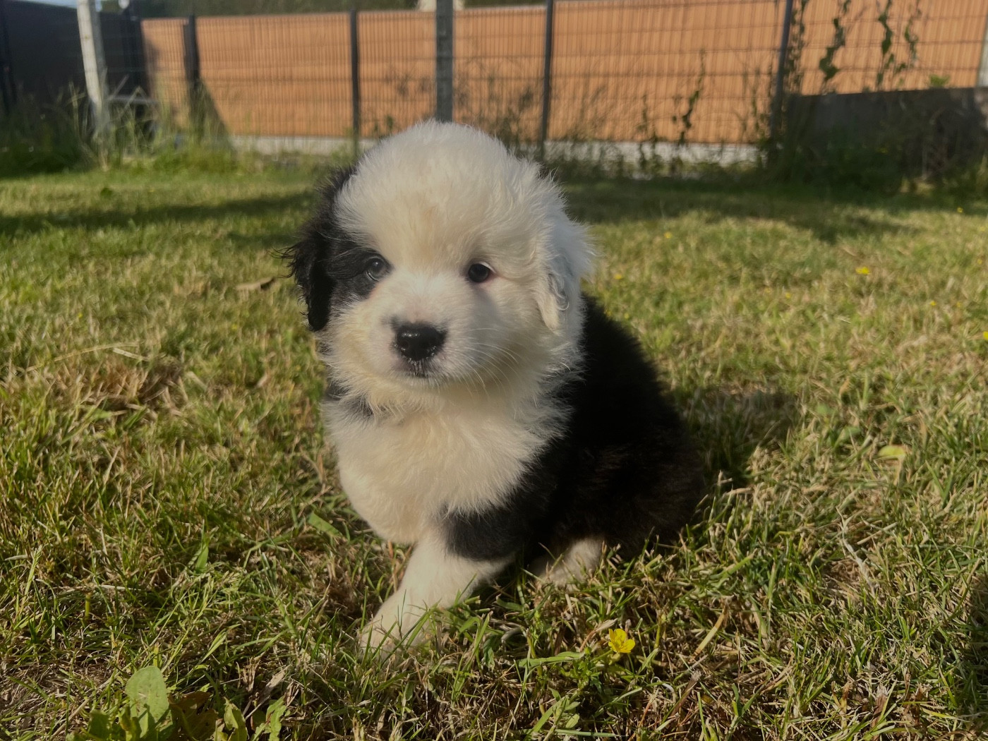 Du Sentier D’Opale - Chiots disponibles - Berger Américain Miniature 
