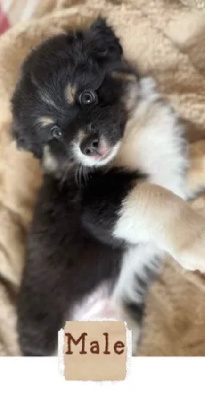 CHIOT 1