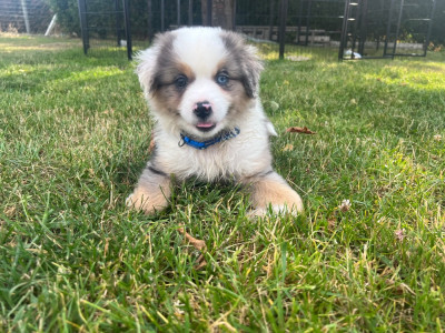 BLEU MERLE