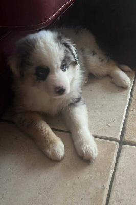 CHIOT 2