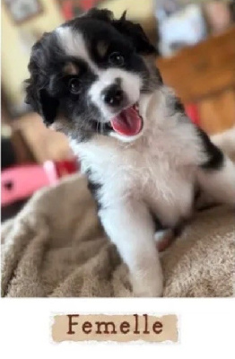 CHIOT 4