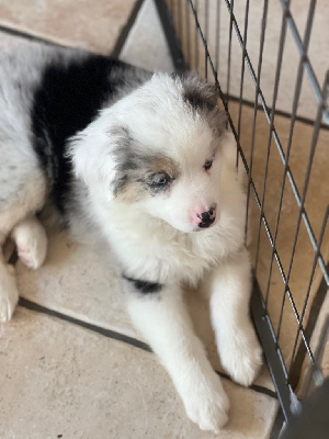 CHIOT 3